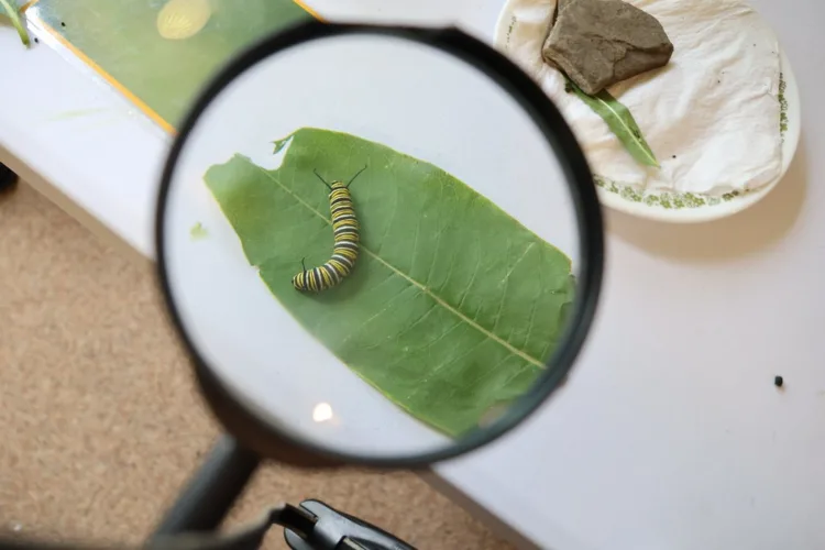 Caterpillars begin to grab attention